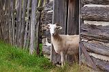 Goat In A Door_06328